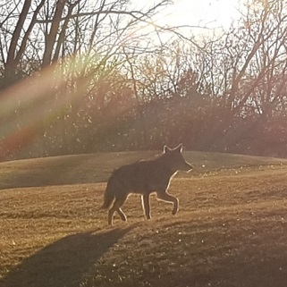 A coyote trotting in afternoon sun