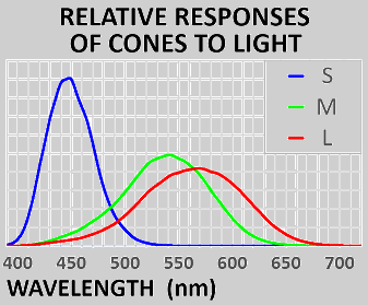 Chart of the estimated relative response signal strength of cone cell types to varying wavelengths of light